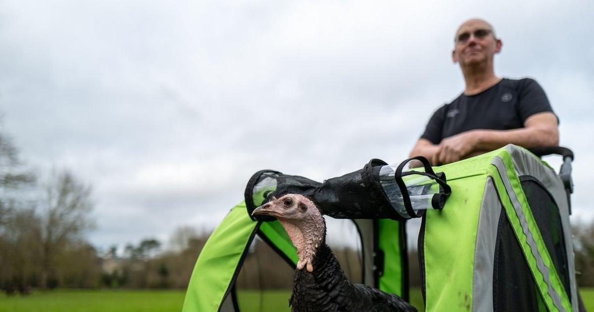 Britain’s luckiest turkey survived the Christmas Day chop after going on 5k Parkrun
