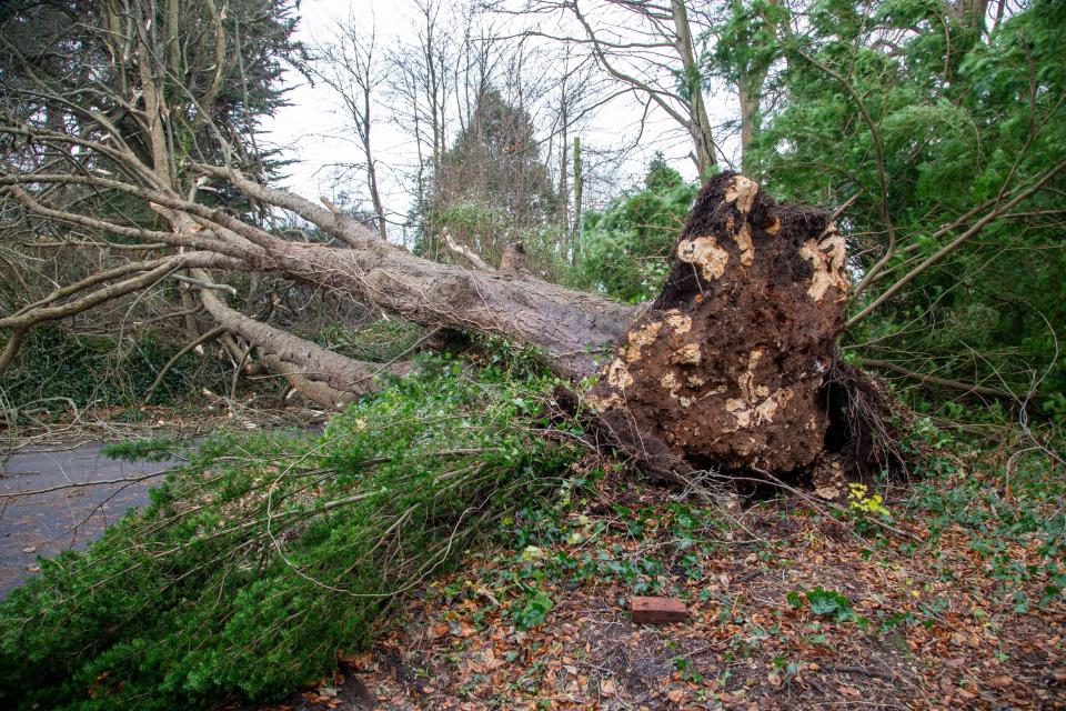 Sidmouth, Devon, 7th Dec 24 Storm Darragh brings down the second tree within 30 yards on Sid Road, in Sidmouth. Less than three hours after the first tree was cleared from the road, a second has blocked access to the Devonshire seaside town. Photo Central/Alamy Live News