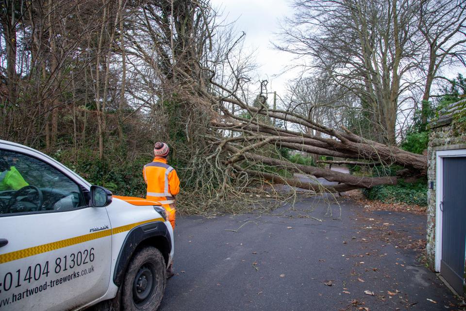 Sidmouth, Devon, 7th Dec 24 Storm Darragh brings down the second tree within 30 yards on Sid Road, in Sidmouth. Less than three hours after the first tree was cleared from the road, a second has blocked access to the Devonshire seaside town. Photo Central/Alamy Live News