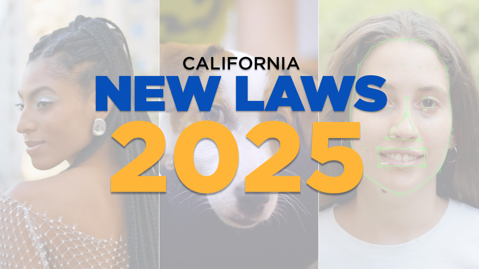 New 2025 California laws: Artificial intelligence protection, octopuses and cannabis cafes and more