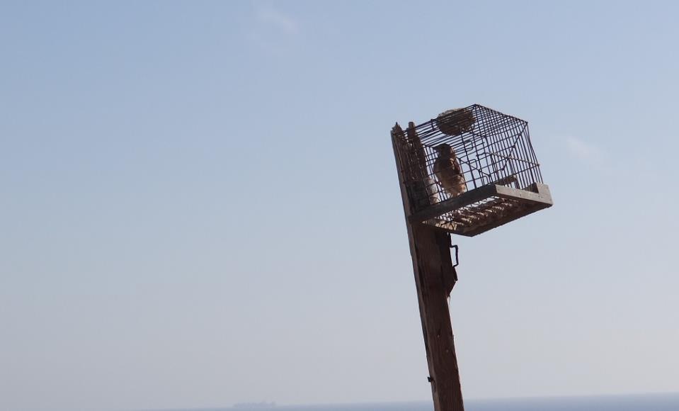 Large-scale finch trapping in Malta is not a legitimate research activity - EURING