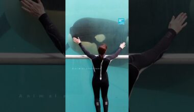 🐋 Ban on killer whale shows: French marine park Marineland to close • FRANCE 24 English