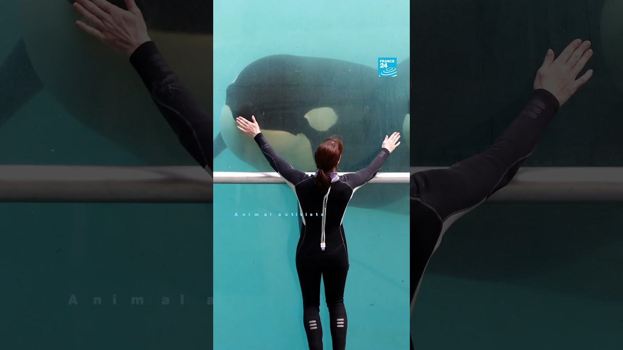 🐋 Ban on killer whale shows: French marine park Marineland to close • FRANCE 24 English