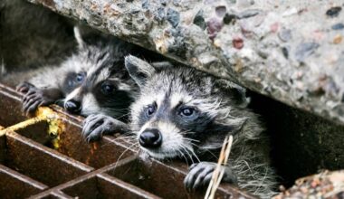 Après l’Allemagne, les ratons laveurs à la conquête de Bâle, et de la Suisse