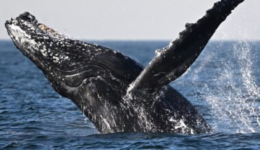 Iceland authorizes whale hunting until 2029