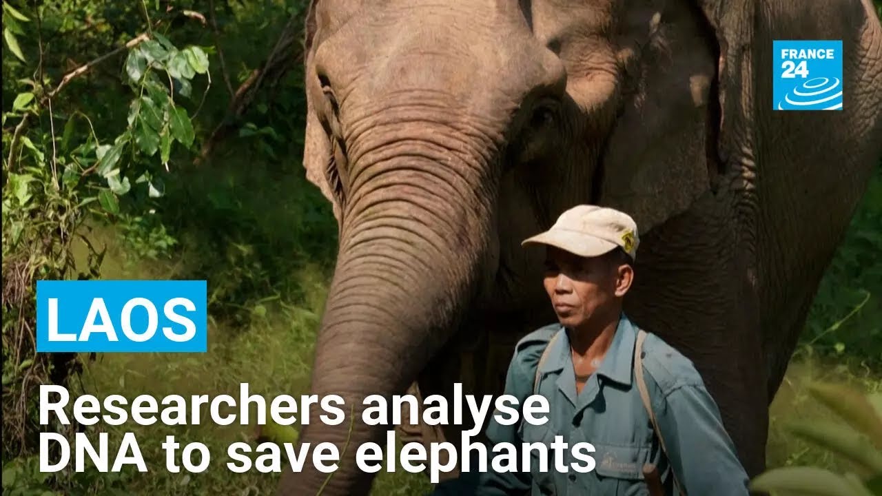 Researchers analyse DNA from dung to save Laos last elephants • FRANCE 24 English