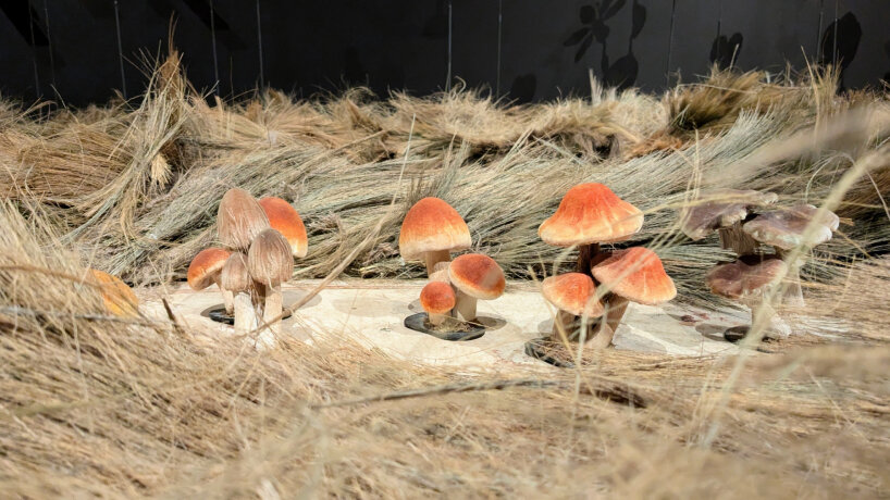 view of the mushroom models | image © designboom