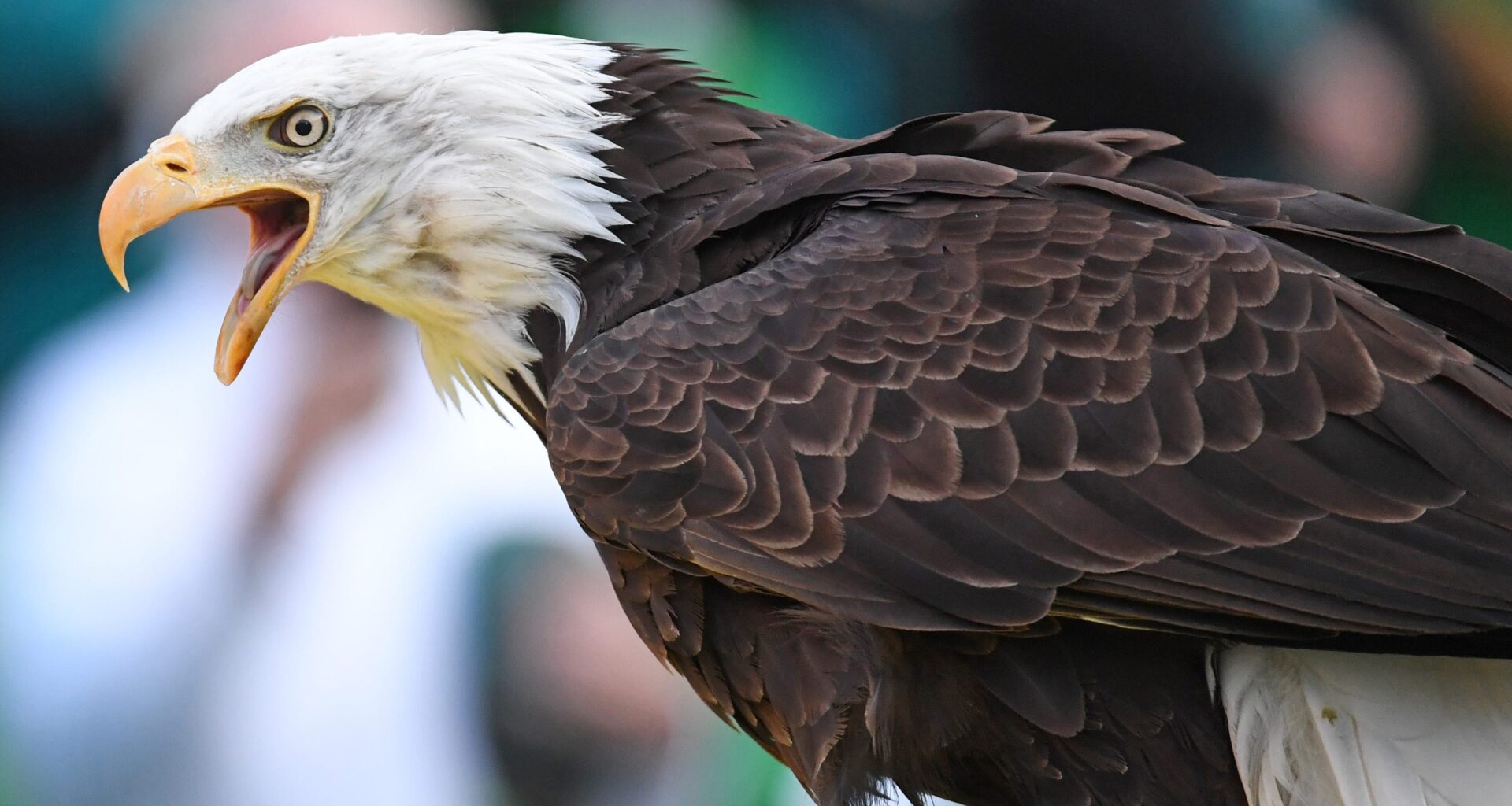 Bald eagle bipartisan bill heads to the White House for signature