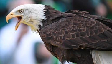 Bald eagle bipartisan bill heads to the White House for signature