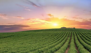 Red Italian Wine Region Elevated By Italian Masters Of Art And Viticulture