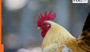 Switzerland once threw chicken heads across its forests due to...