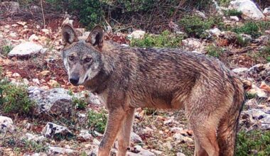 Wolves return to Peloponnese after nearly a century