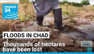 Floods in Chad: Tens of thousands of livestock drowned • FRANCE 24 English