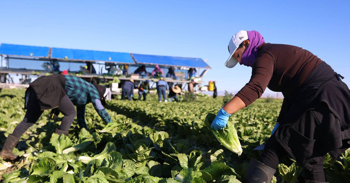 Opinion: Trump’s deportations are on a collision course with a California economy built on hypocrisy