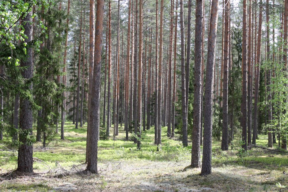Konsultāciju projekts veicina mežsaimniecības attīstību Latvijā