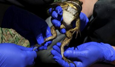 Chile’s giant ‘living fossil’ frog faces threat from climate change and humans