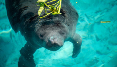 Saving the mysterious African manatee at Cameroon hotspot