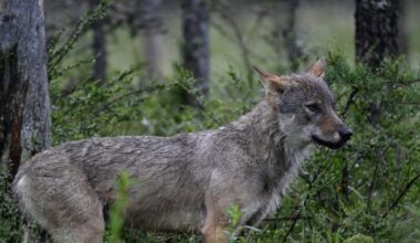 L'Europe donne un coup de griffe à la protection du loup : Actualités