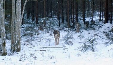 Wolves' changing status at EU level will not significantly impact Estonia | News