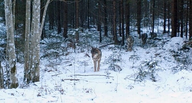 Wolves' changing status at EU level will not significantly impact Estonia | News