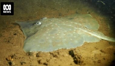 Tasmania's environment department argued against status upgrade of endangered Maugean skate