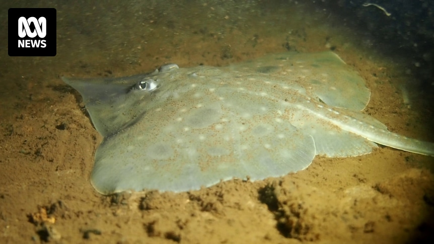 Tasmania's environment department argued against status upgrade of endangered Maugean skate