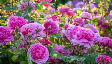 Two Roses Named After Princesses