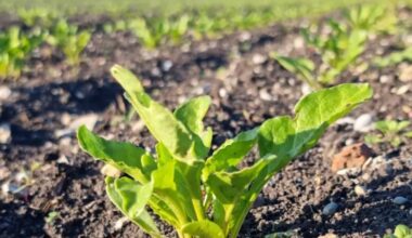 Sonne war im Frühling rar – das beeinträchtigte das Wachstum der Pflanzen.
