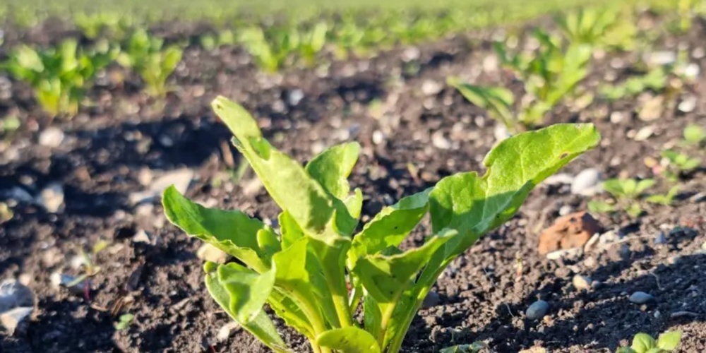 Sonne war im Frühling rar – das beeinträchtigte das Wachstum der Pflanzen.