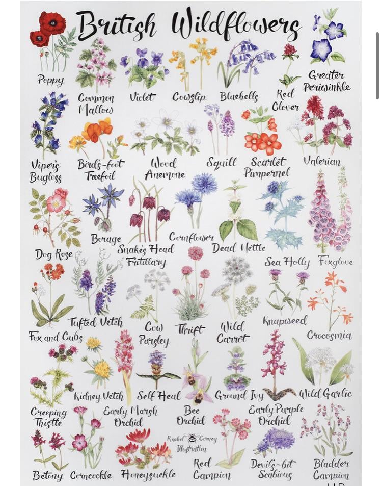 What is your favourite native flower?