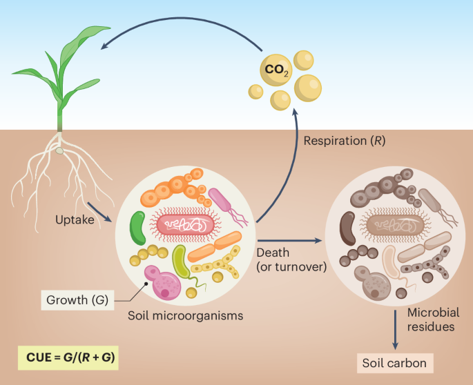 Rethinking microbial carbon use efficiency in soil models