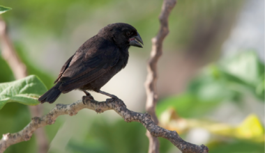 Climate-induced divergence of song | Nature Climate Change