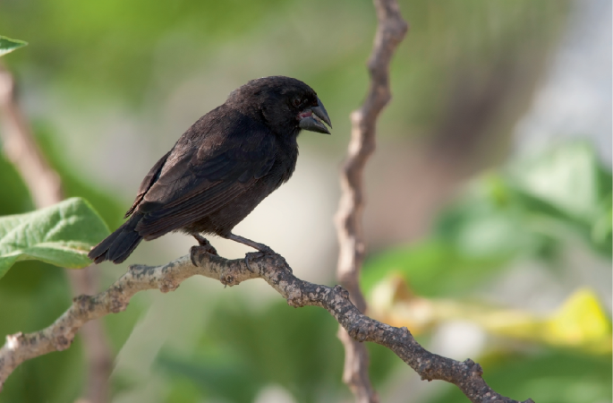 Climate-induced divergence of song | Nature Climate Change