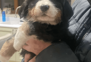 Help us find a name for pupper.