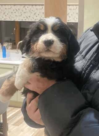Help us find a name for pupper.