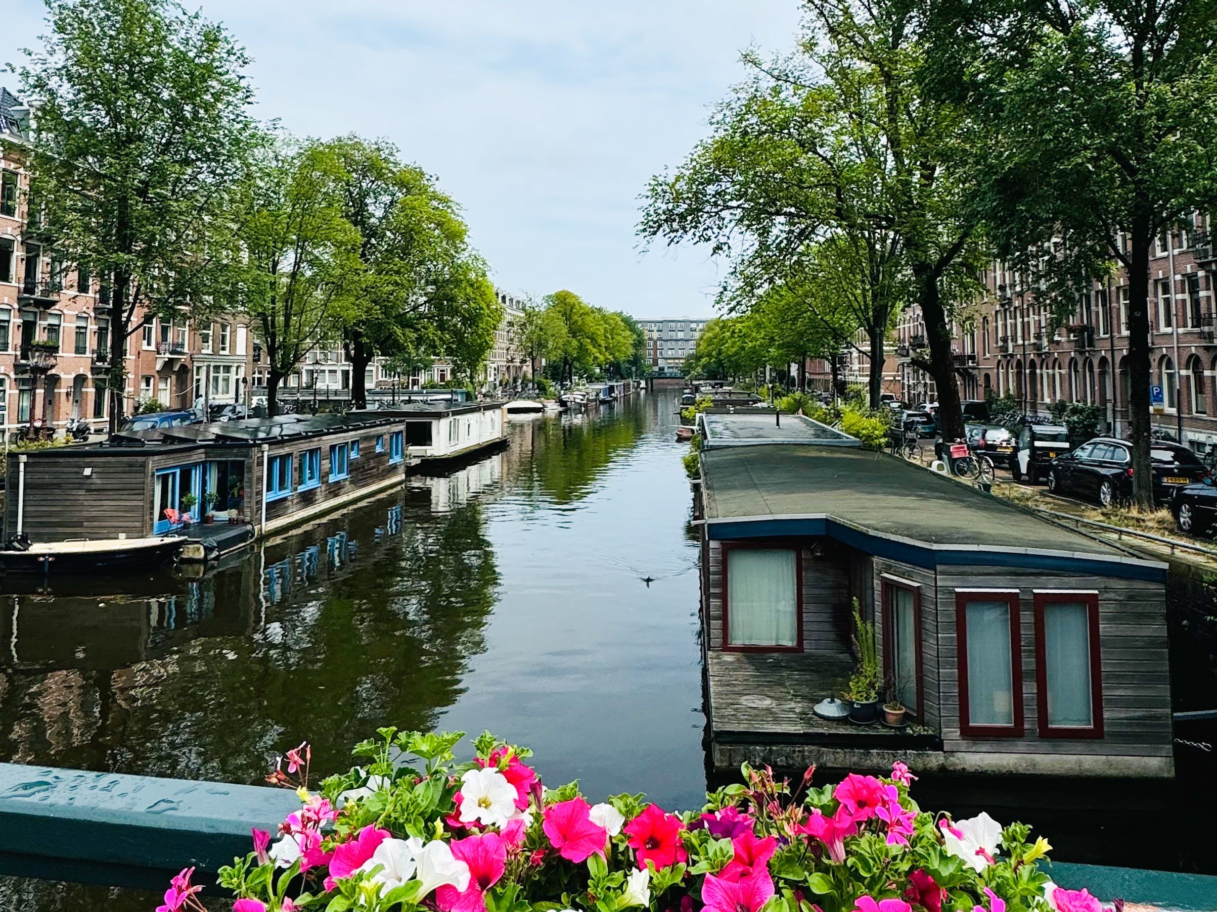 A canal in Amsterdam, lined by houseboats, trees, cars, and buildings. There are pink and white flowers in a flower box in the foreground.
