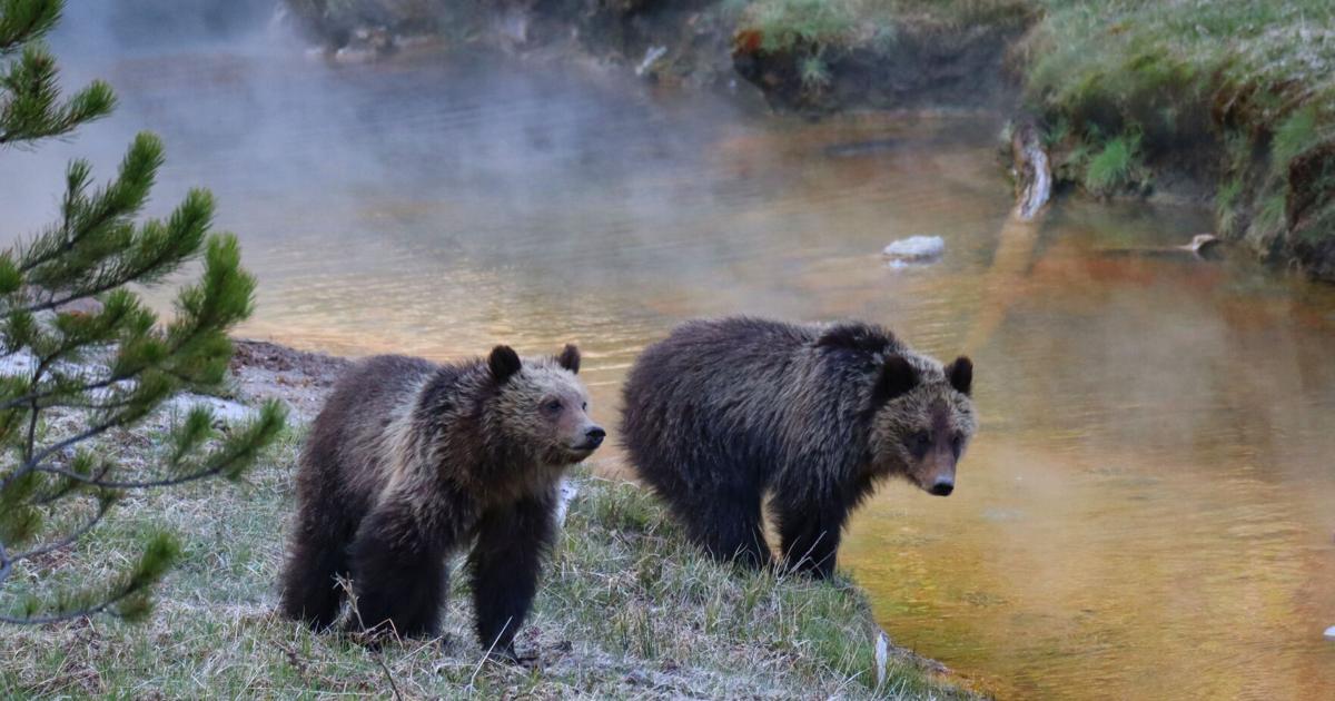 Bear conflicts in Red Lodge increased in summer 2024