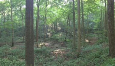 Time-traveling in Indiana | Environment