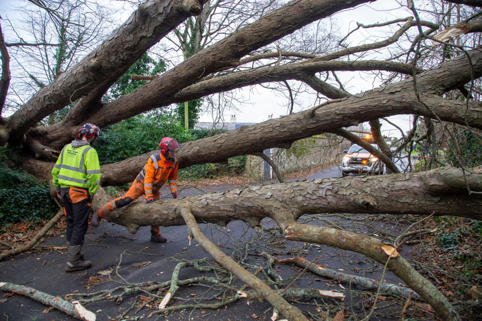 Sidmouth, Devon, 7th Dec 24 Storm Darragh brings down the second tree within 30 yards on Sid Road, in Sidmouth. Less than three hours after the first tree was cleared from the road, a second has blocked access to the Devonshire seaside town. Photo Central/Alamy Live News