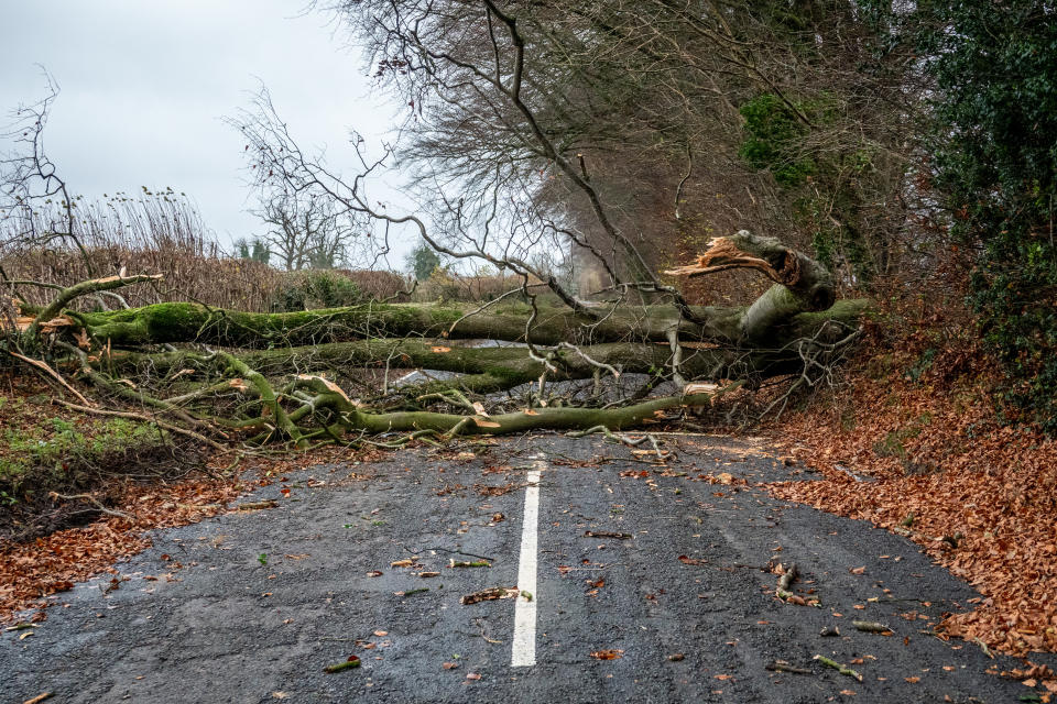 STRATTON-ON-THE-FOSSE, ENGLAND - DECEMBER 7: A fallen tree blocks the main A367 road on December 7, 2024 in Stratton-on-the-Fosse, England. Parts of Somerset was hit by winds gusting up to 75mph last night, with a rare red weather warning for wind issued by the UK's Met Office with a amber warning remaining in place. London Royal Parks and the festive attraction Winter Wonderland are closed today as Storm Darragh brings gusting winds up to 80mph and heavy rain through the weekend. (Photo by Anna Barclay/Getty Images)