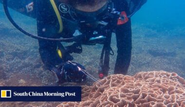 South China Sea: scientists see China collaboration as crucial to saving marine life