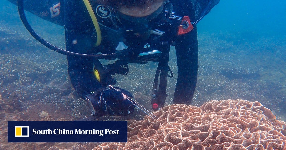 South China Sea: scientists see China collaboration as crucial to saving marine life