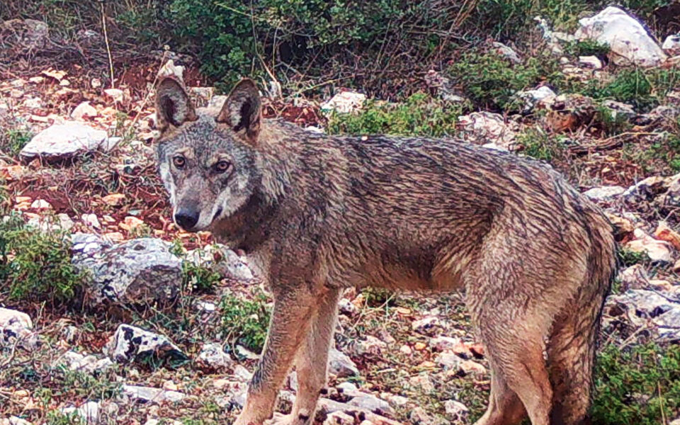 Wolves return to Peloponnese after nearly a century