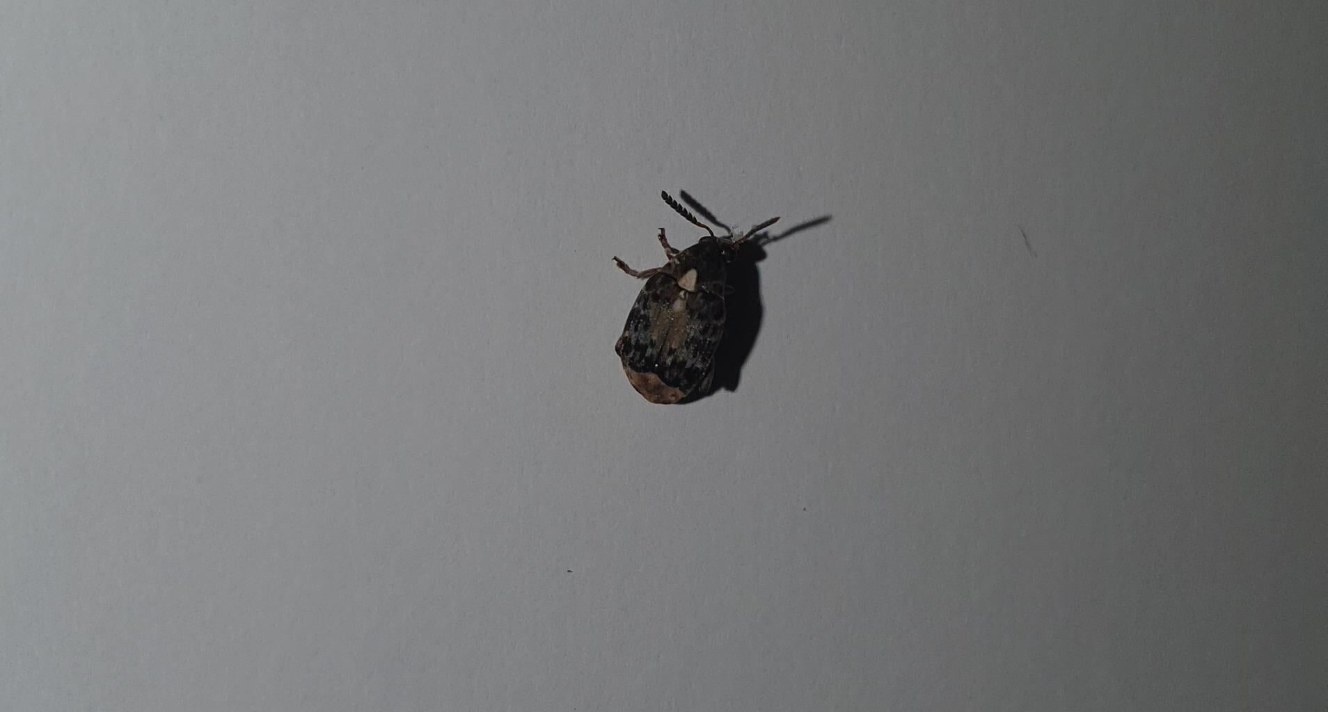 Hallo liebe Naturfreunde, welcher Käfer plagt uns seit 2 Wochen?