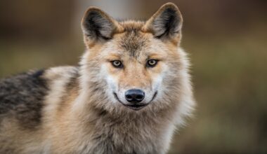 Bern Convention Standing Committee approves EU proposal to modify wolf protection