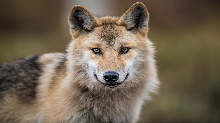 Bern Convention Standing Committee approves EU proposal to modify wolf protection
