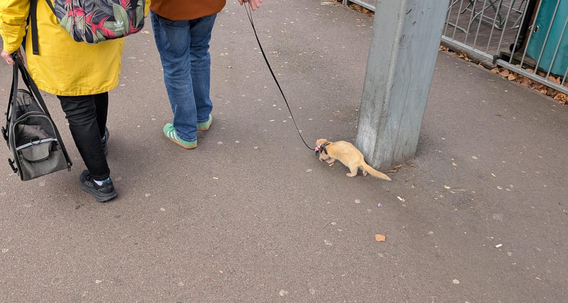 Saw a man walking his ferret at Euston, as one does.