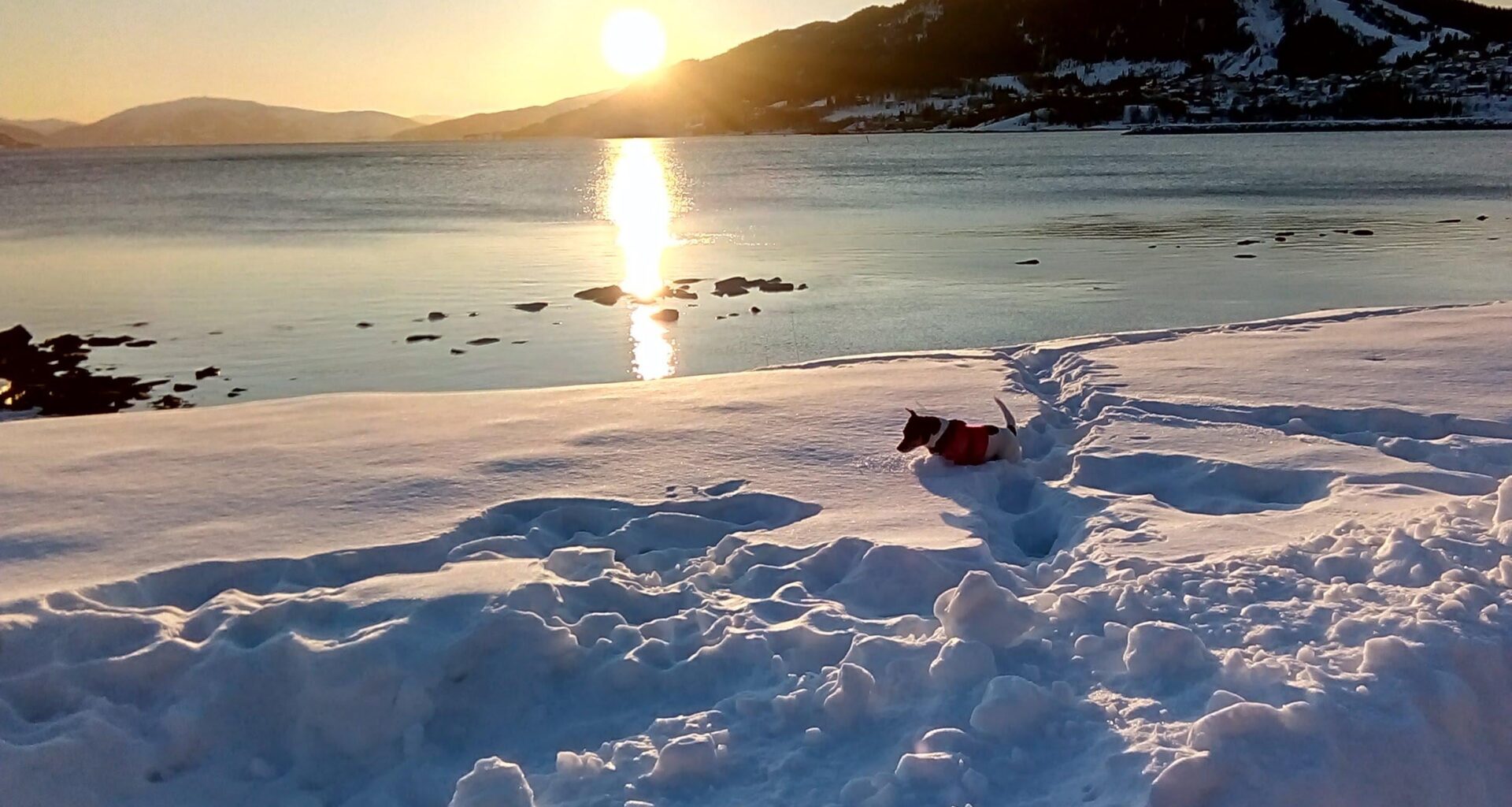 Sunset Northern Norway And My Jack Russel Enjoying The Snow.