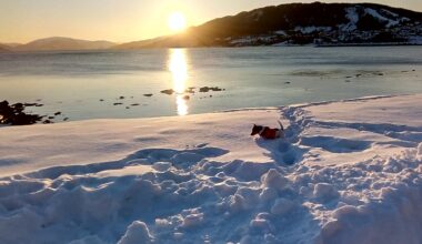 Sunset Northern Norway And My Jack Russel Enjoying The Snow.