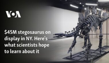 $45M stegosaurus on display in NY. Here's what scientists hope to learn about it